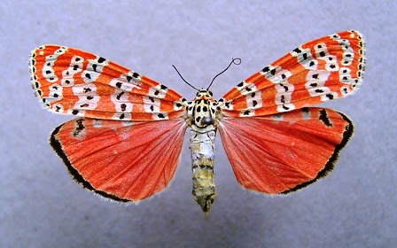 : Rattlebox moth